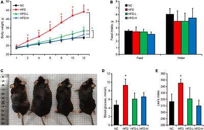 Mulberry leaf polyphenols alleviated high-fat diet-induced obesity in mice